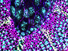 drosophila epithelia under microscope