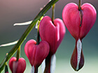 "bleeding heart" flowers