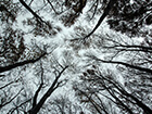 looking-up-at-trees-from-below