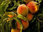 peaches-on-a-tree