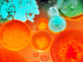 US National Science Foundation Shows Commitment to Year of Open Science with Strategic Investments in Infrastructure and Learning