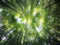 Association of Research Libraries, Sustainable Libraries Initiative Partner to Give ARL Members Access to Sustainability Resources and Tools