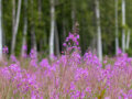 Repertoires: How Forest Research Outlives Its Institutions